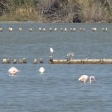 Flamingo's in een zoutmijn bij Cagliari.