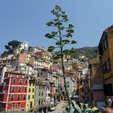 Riomaggiore