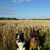 Britt en Flow voor de nog niet gemaaide tarwe. Dinsdag 21 juli 2015