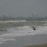 De honden vinden het kitesurfen helemaal geweldig. Britt loopt steeds langs de rand van de zee met Thijs mee. Flow mag niet mee, want die gaat mee het water in en wij zijn bang dat ze dan zo moe wordt dat ze niet meer terug kan. Als wij haar roepen komt z