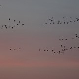 Ik ben geen vogelkenner, maar in mijn beleving is dit een vlucht ganzenlevers.