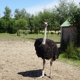 Bezoek aan een struisvogelboerderij bij Sluis op zaterdag 8 augustus 2015.