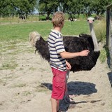 Bezoek aan een struisvogelboerderij bij Sluis op zaterdag 8 augustus 2015.