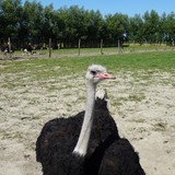 Bezoek aan een struisvogelboerderij bij Sluis op zaterdag 8 augustus 2015.