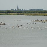 De Baerzandse kreek tussen Groede en Breskens tijdens een fietstocht op woensdag 12 augustus 2015.