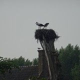 Ooievaars in Sluis op donderdag 13 augustus 2015.