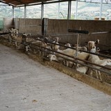 Schapen die zorgen voor de melk voor de ricotta zorgen.