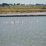 Vogels die fourageren in de zoutvelden bij Trapani.