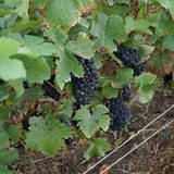 Een van de drie druivensoorten waaruit de champagne worden gemaakt.