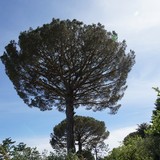 De tuin van Villa Cimbrone in Ravello