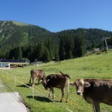 Koeien op de piste.